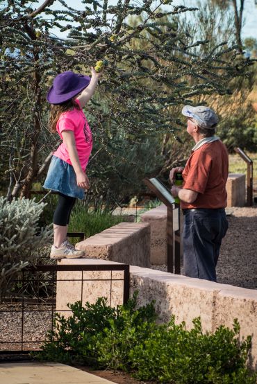 a child stands on the wall of one of the display gardens, reaching to touch a eucalyptus flower, while an adult looks on
